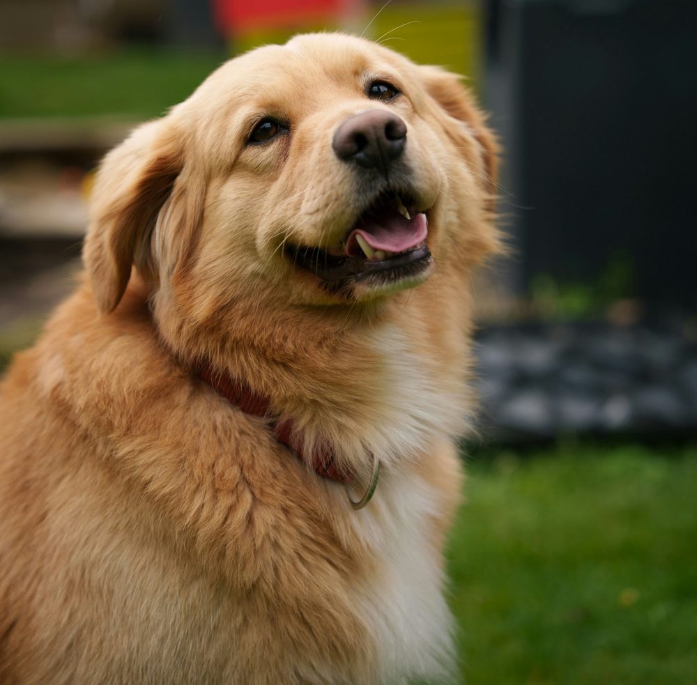 Liniște pentru tine. Confort pentru blănos.